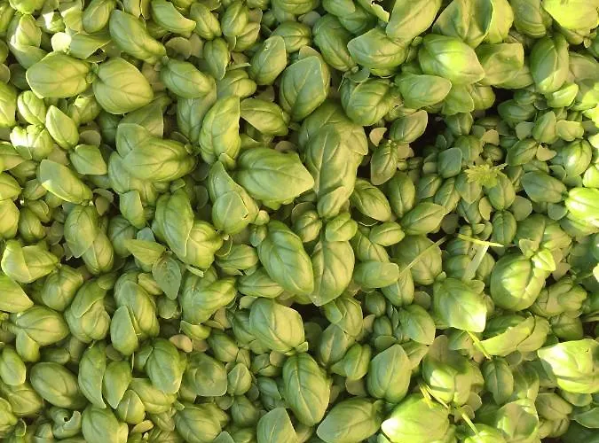 Πανσιόν Gli Amici Di Carla 3*