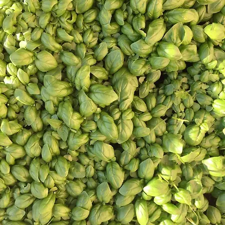 Гостьовий будинок Gli Amici Di Carla 3*